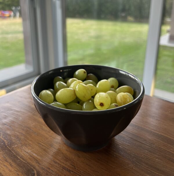Jugo Bowl Terra XL x3 - Image 2